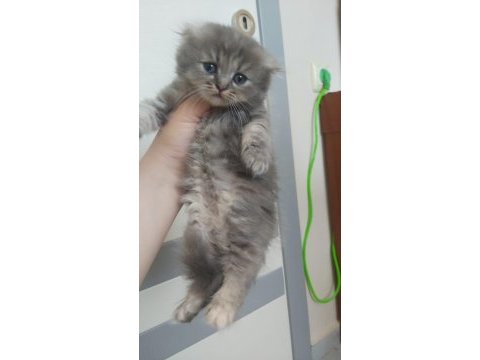 British shorthair