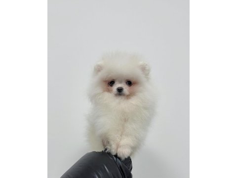Adana pomeranian boo köpekleri