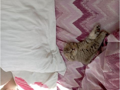 Scottish fold 1 aylık yavru