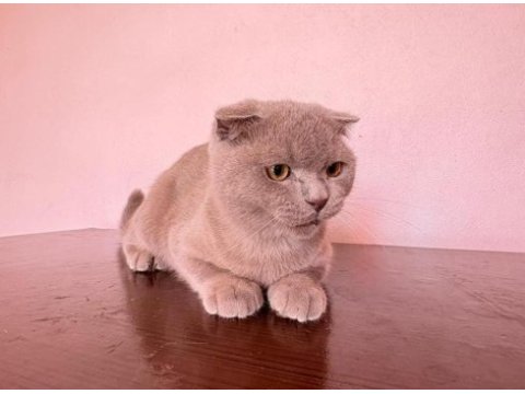 Scottish fold yawru kedi sahiplenilmek