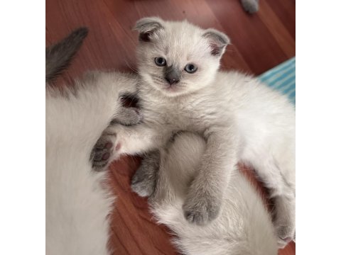 British shorthair blue point