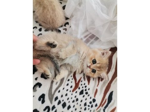 Teslime hazır british shorthair bebekler