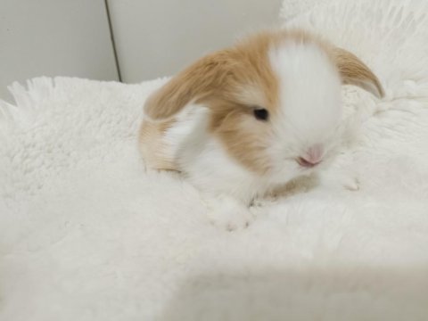 Cüce ve hollanda lop tavşan bebeklerimiz