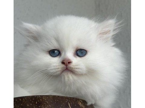 British longhair dişi yavru