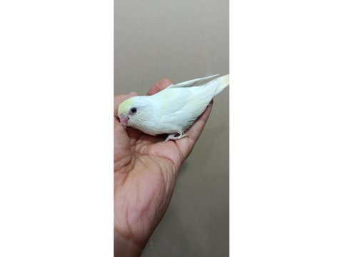 Cremio dişi forpus papağanı