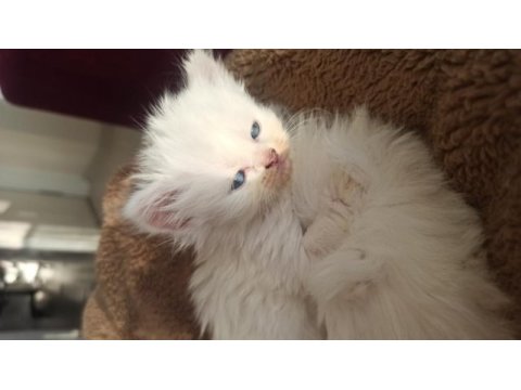 Kırıkkale içi british shorthair