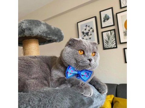 Scottish fold cinsi oğlumuza eş arıyoruz