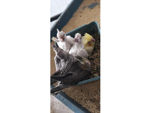 Bebek sultan papağanlar