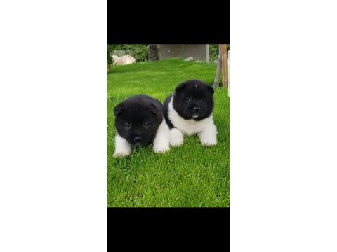 Safkan amerikan akita tombişler