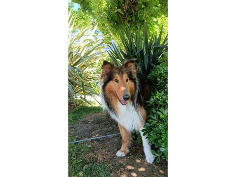 Genç erkek köpeğimiz lessi