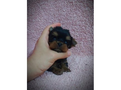 Şecere evraklı yorkshire terrier yavrular