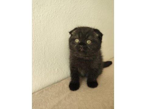 Minik scottish fold yavrumuz