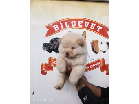 Chow chow bebek köpeklerimiz