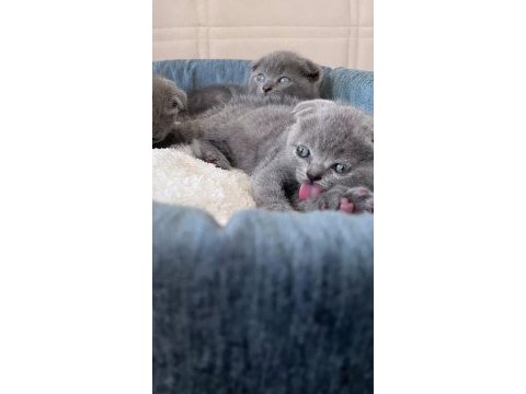 Scottish fold yavrular