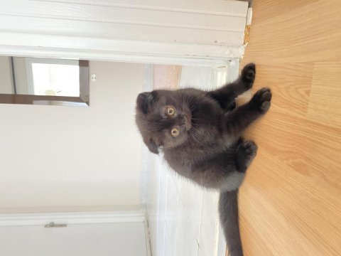 Kahverengi scottish fold yavrusu için yuva