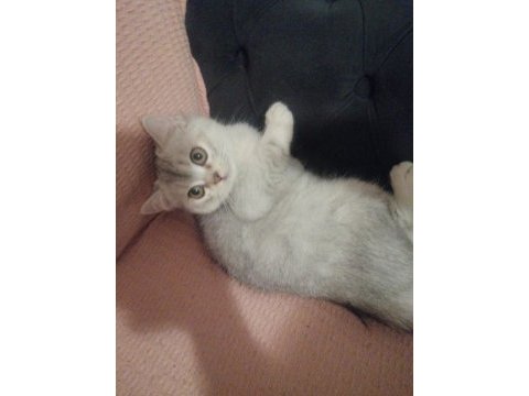 Yavru british shorthair kediler