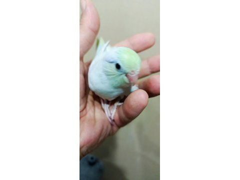 Gökkuşağı turkuaz erkek cep papağanı