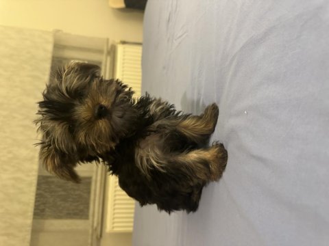 3,5 aylık erkek yorkshire terrier