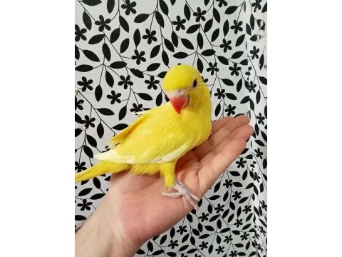 El besleme ile büyütülmüş full evcil pakistan bebekler