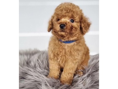 Toy poodle yavrumuz