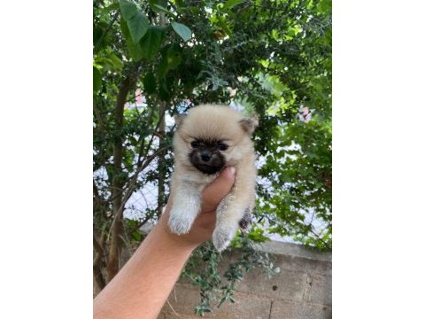 65 günlük pomeranian bebekler