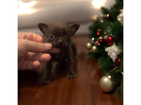 4 aylık dişi çikolata chihuahua