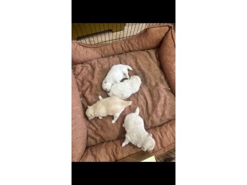 Mersin içi sahiplendirilecek pomeranian