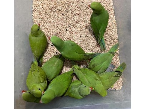 El besleme pakistan papağanı 81 ile gönderim vardır