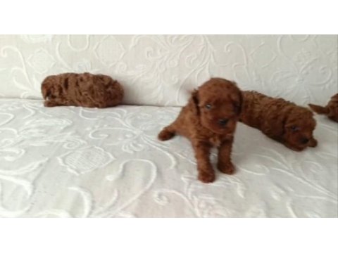 Irk ve sağlık garanti toy poodle yavrularımız