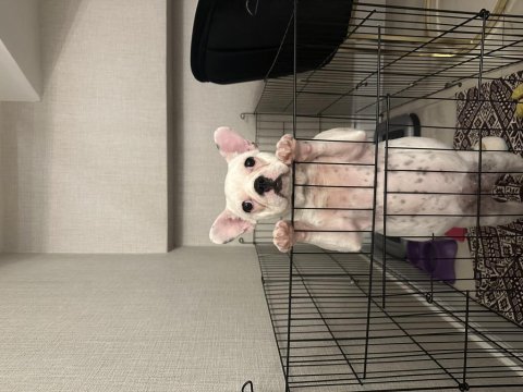 7 aylık dişi acil french bulldog ailevi sebeplerden dolayı