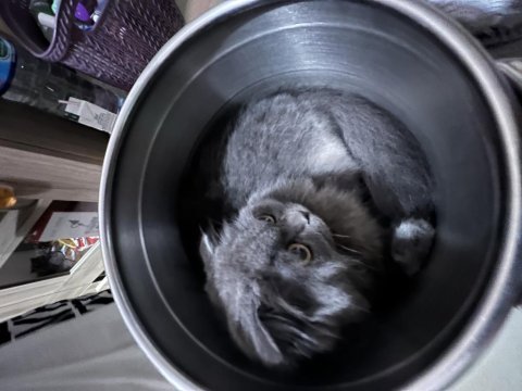 Scottish fold kızıma british longhair arıyorum