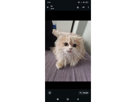 British longhair cy 12 dişi