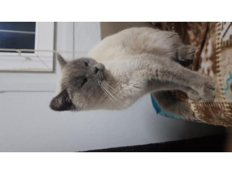 Safkan erkek british shorthair