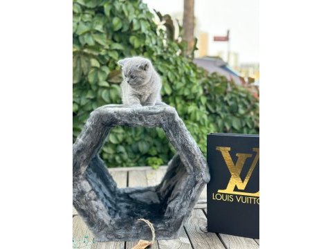 Minik dostlar scottish fold