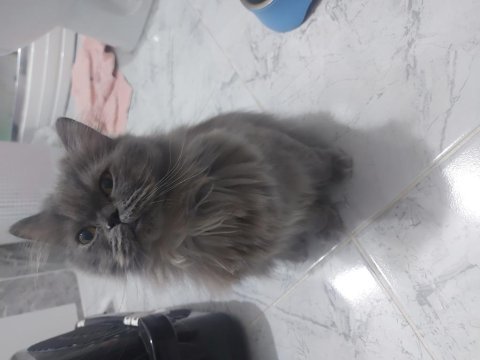 British longhair sahiplendirme