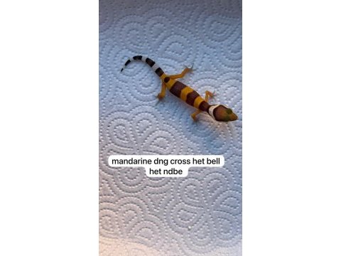 Yavru leopar gecko