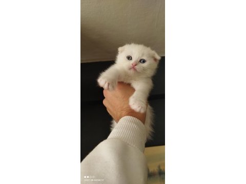 Scottish fold yavrular