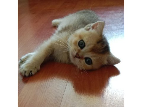 Safkan british shorthair