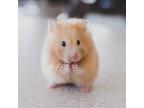 Daha yeni doğan hamster yavrular ve anne