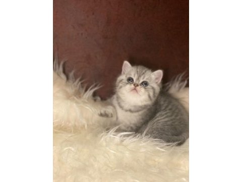 British tabby ayı surat british shorthair bebeklerim