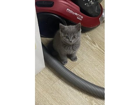 Irk ve sağlık garantili british shorthair