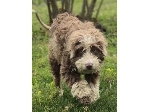 Trde nadir bulunan ırklardan ausiedoodle yavrumuz