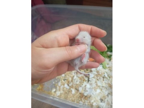 Suriye hamster