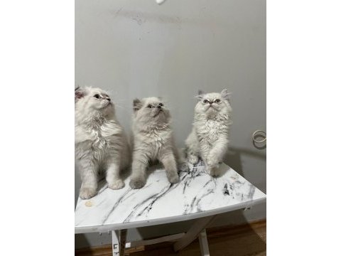 Point british longhair bebekler