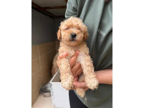 Apricot maltipoo yavrular