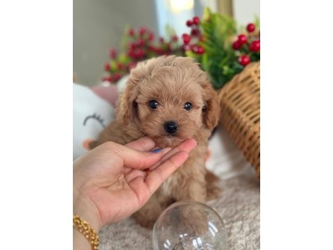 Mükemmel güzellikteki maltıpoo yavrum 