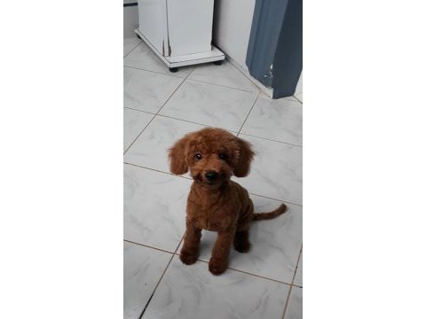 Yakışıklı poodle oğlumuz