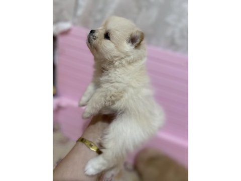 Pomeranian boo 1 ay sonra rezerve edilecektir