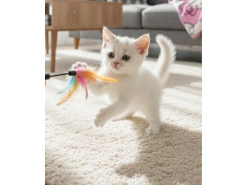 Küçük british shorthair minnaklarim