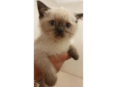 British shorthair yavrularımız sahiplendirilecektir
